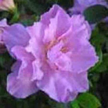 Rhododendron Simsii P.E